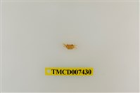 藏品(拉氏清溪蟹)的圖片